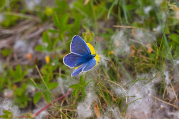 kurzschwänzige Bläuling auf einer Blume