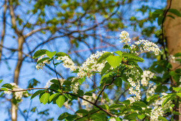 Blüten am Strauch