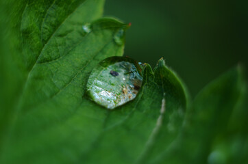 Drops of dew on the green grass. Raindrops on green leaves. Water drops. Macro photo
