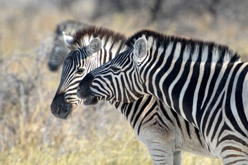 Obraz premium Zebras im Etoscha- Nationalpark in Namibia