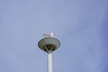 Möwe auf einer Säule in Travemünde