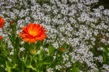 chrysanthemen im Blumenmeer