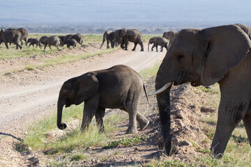 Group of elephants crossing a street during a safari in Kenya.