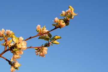 Blooming apple tree in the spring on blue skay background before sunset in sunlight with copy space. Beautiful branch of blossoming apple tree flowers. 
