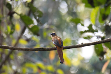 Malabar Trogon, Harpactes fasciatus Female, Thattekad, Kerala, India
