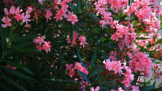 Oleander flowers, bushes, plants.