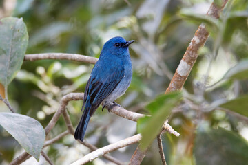 Nilgiri Flycatcher, Eumyias albicaudatus, Male, India