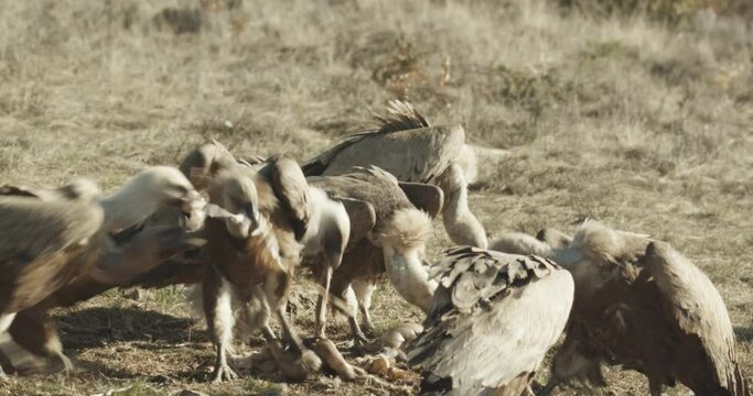 Buitre com&radic;&int;n (Gyps fulvus)