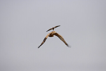 Short toed snake eagle, Circaetus gallicus mobbed by Lapwing