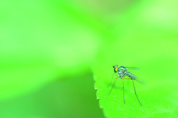 Dragonflies climbing grass
