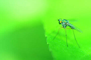 Dragonflies climbing grass
