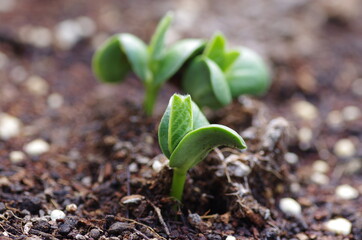 発芽した枝豆