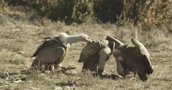 Buitre com&radic;&int;n (Gyps fulvus)