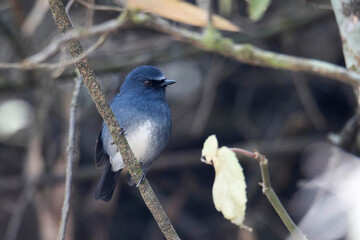 White bellied blue Robin, Myiomela albiventris, Munnar, Kerala, India. Endangered