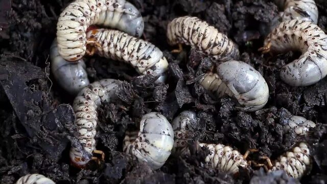 Beetle larvae (grub) are soft- bodied, soil-dwelling insects with a light brown head. Grub worm are a source of protein foods that people can eat.
