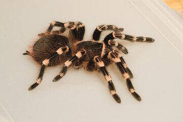 Mexican Fire Leg Tarantula Brachypelma Boehmei 