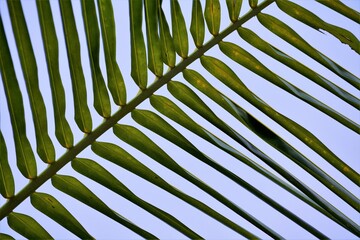 palm leaf background