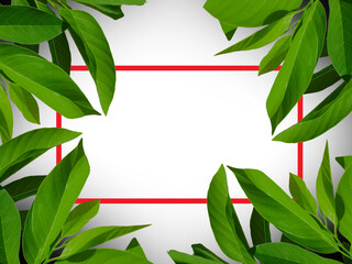 Layout frame made from green leaves for Note paper. Lay flat, natural concepts.