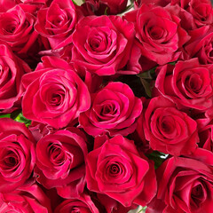 Red roses background. Top view.