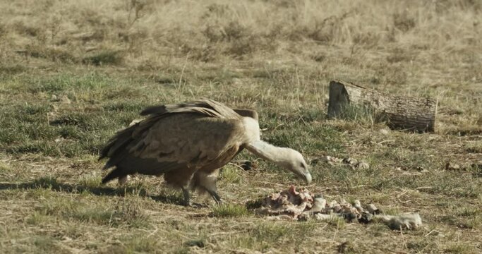 Buitre com&radic;&int;n (Gyps fulvus)