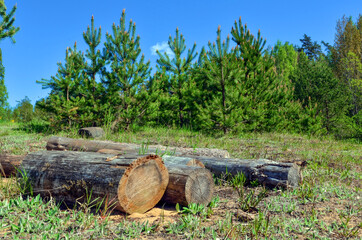 Logs on the background of a pine forest