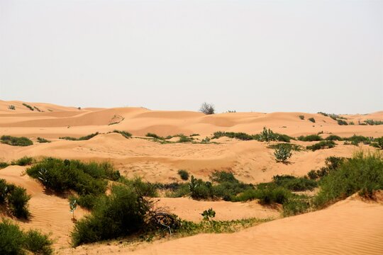 landscape in the desert