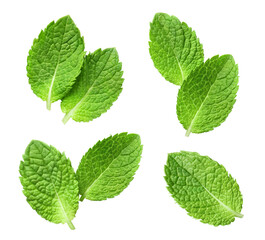 Collection of delicious fresh mint leaves, isolated on white background