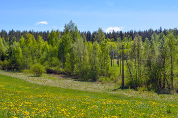 Pine forest and electric wires