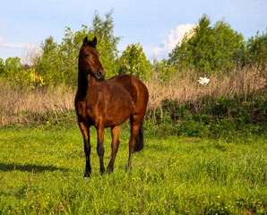 young bay mare walks on  green meadow on  sunny day. A brown slender horse grazes on fresh spring grass in clear weather.