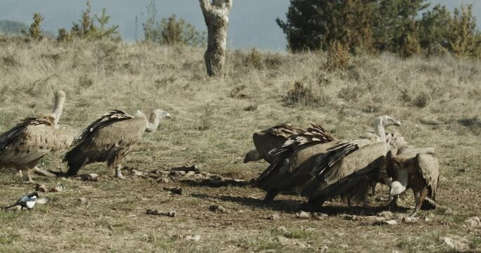 Buitre com&radic;&int;n (Gyps fulvus)