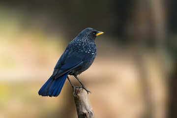 Blue whistling Thrush