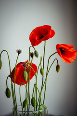 red poppies on a blue background