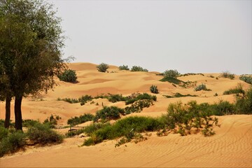 Fototapeta na wymiar desert landscape with dunes and trees