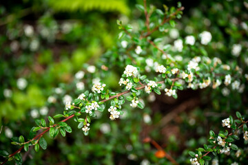 close up of a green tree