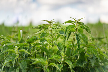 Green raw nettles on blurry background