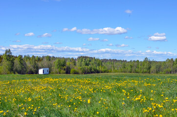 White hut on the yellow field