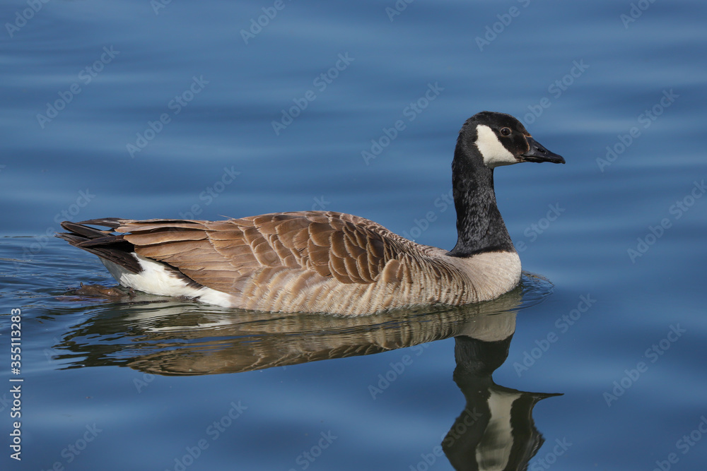 Wall mural Canada goose (Branta canadensis) swimming on a blue water.