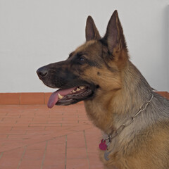 Perro de la raza pastor alemán.