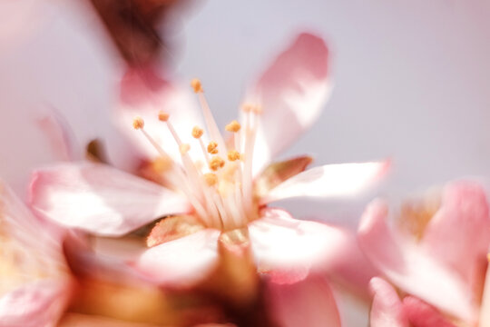 Almond flowers blooming close up blurred. © Татьяна Максимова