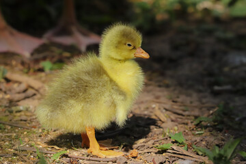 Close up of a beautiful yellow fluffy baby gosling in spring resting by the side of of a lake
