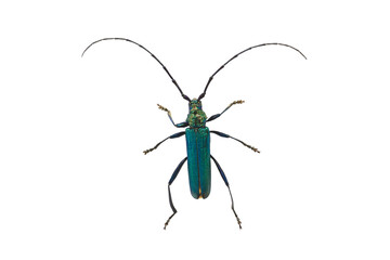 Macro view of green and blue shining longhorn beetle with big mustaches isolated on white background