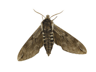 Pine hawk-moth (Hyloicus pinastri L.) isolated on white background