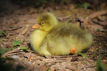 Close up of a beautiful yellow fluffy baby gosling in spring resting by the side of of a lake