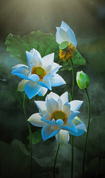 Fine art - Beautiful white lotus flower and lotus flower plants, pure white lotus flower, symbol of VietNam.