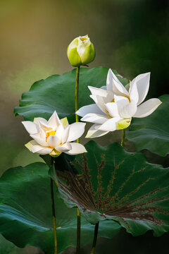 Fine art - Beautiful white lotus flower and lotus flower plants, pure white lotus flower, symbol of VietNam.