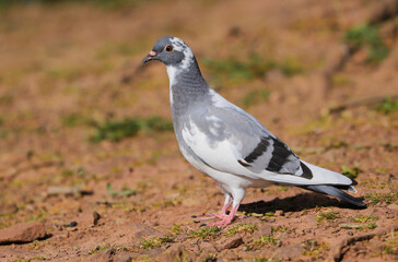 Close up of a wild pigeon / rock dove (Columba livia)