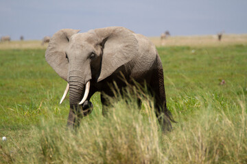 Fototapeta na wymiar Elephant walking in high grass with tundra in the background in Kenya.