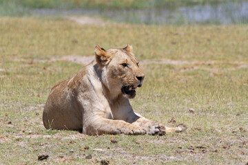 Fototapeta na wymiar Female lion on the grass in the typical African tundra landscape in Kenya.