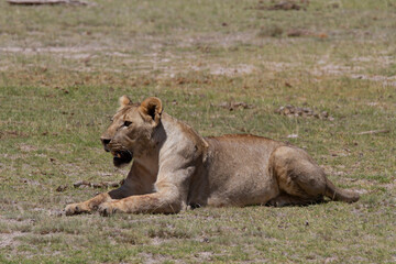 Fototapeta na wymiar Female lion on the grass in the typical African tundra landscape in Kenya.