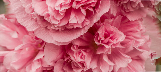 Peonies close-up. Peony flowers background.